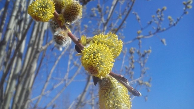 Когда Вербное воскресенье в 2026 году: точная дата и традиции праздника