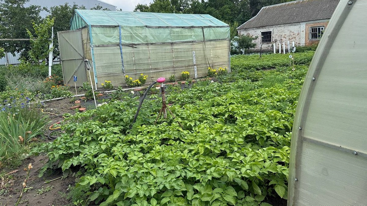 Лучше выкинуть, чем отдать излишки урожая с огорода: опытные дачники рассказали почему