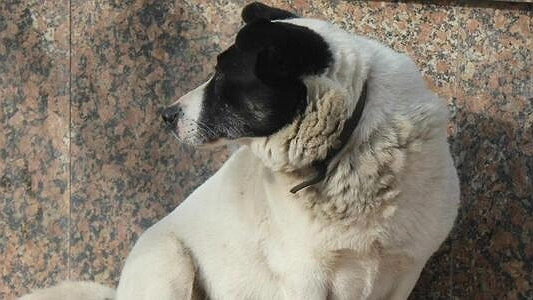 Главная картинка новости: В "Зоозащите" рассказали, что грозит екатеринбуржцам за свободный выгул собак