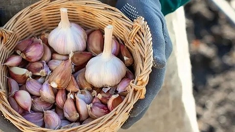 Чеснок не вянет до лета: храню в квартире без погреба по методу бывалых огородников