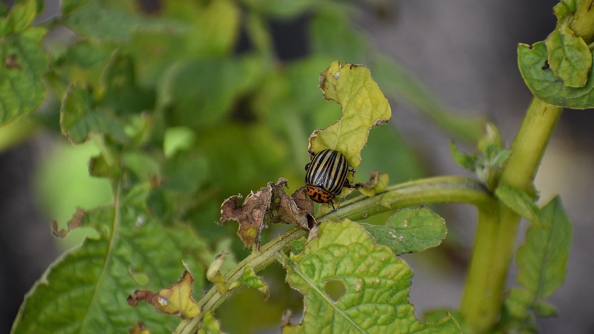 Главная картинка новости: Простой лайфхак, который не подведёт: готовим супер-настой от колорадского жука - картофель под надежной защитой