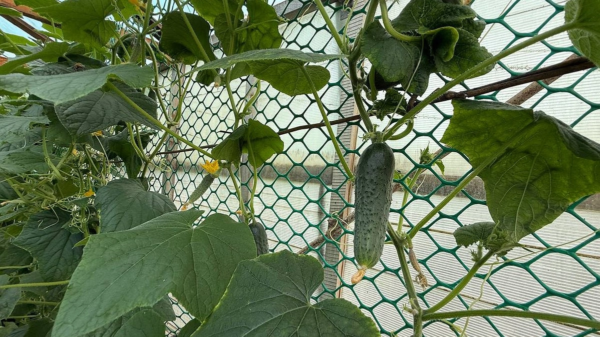 Огурцы воскреснут и будут плодоносить до морозов: секретная августовская обработка с подкормкой