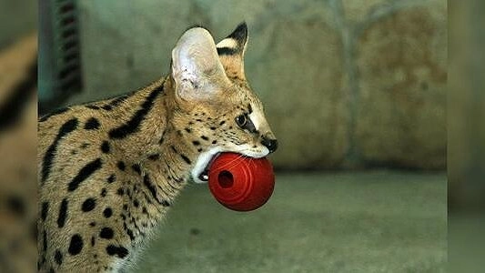 В зоопарке Екатеринбурга появился африканский сервал Шен