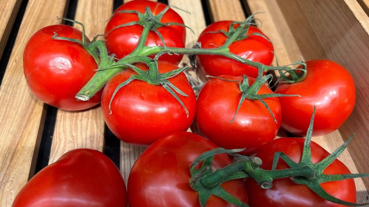 Максимальная устойчивость к фитофторе: такой сорт томатов порадует неприхотливостью и урожайностью — лучше купить прямо сейчас