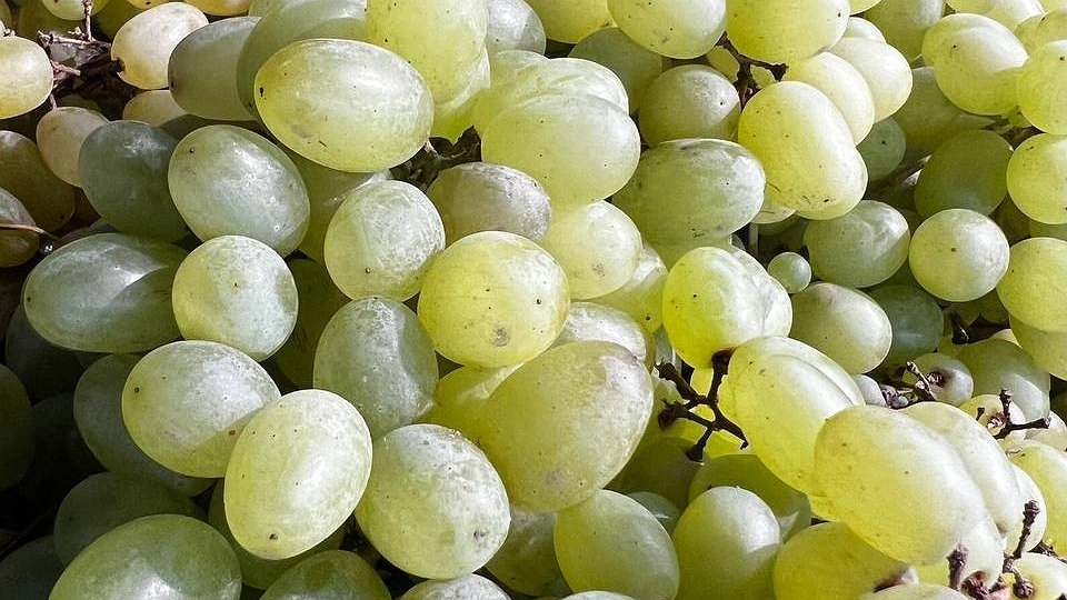 Такая ягода — самая вредная: а мы едим ее, покупаем, как деликатес, и детям даем