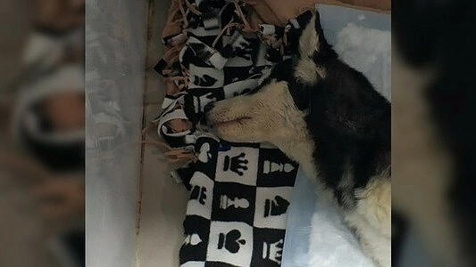 У Шанса появился шанс: больному щенку хаски будут делать переливание крови