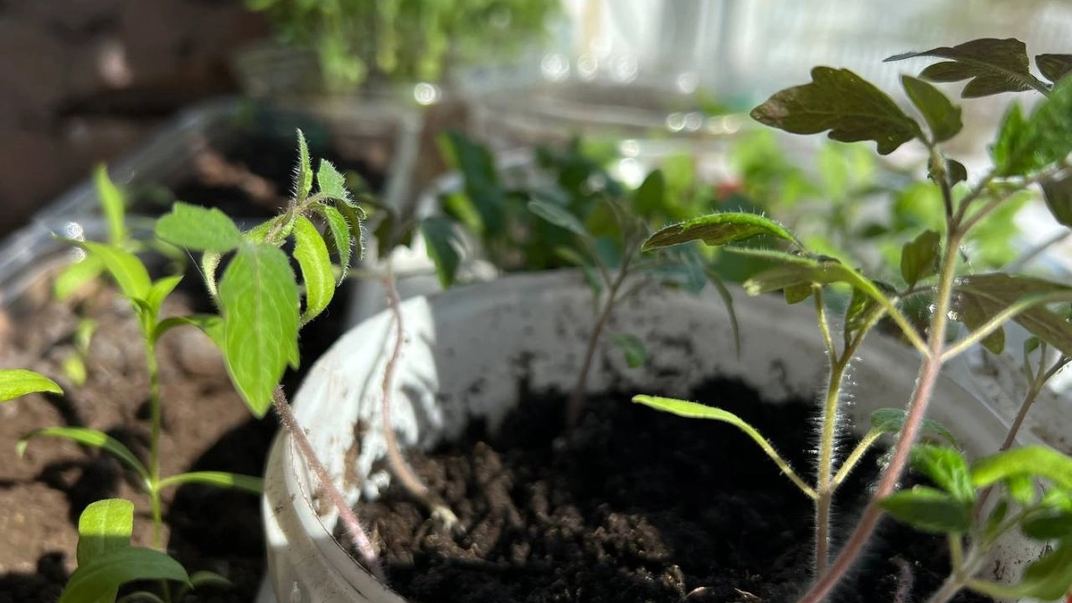 Главная картинка новости: Когда и как сажать томаты на рассаду в 2026 году: Лунный календарь и порядок, без которых помидоров и не видать