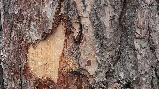 Без крупной техники на могилах: историки разрешили продолжить работы  в Зеленой Роще