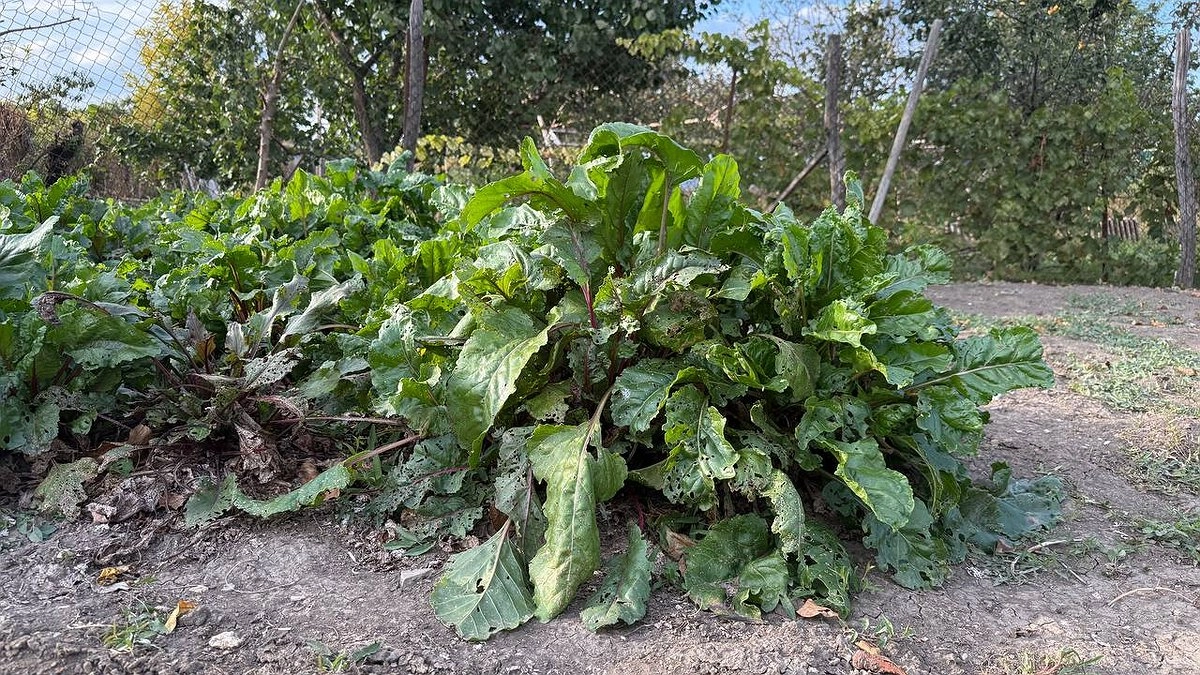 Главная картинка новости: Секреты длительного хранения свеклы: основные ошибки, из-за которых корнеплоды вянут