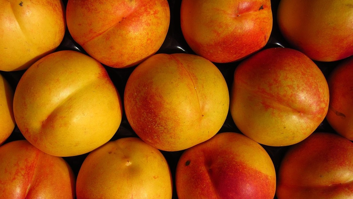 В Екатеринбурге задержали партию нектаринов с опасными вредителями