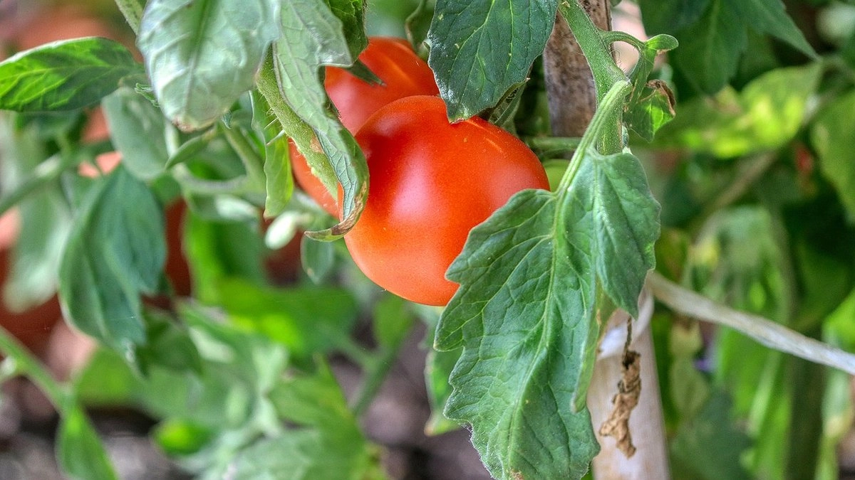 Пристроила урожай томатов и яблок: кетчуп получился вкуснее магазинного в 100 раз - рассказываю, как сделать