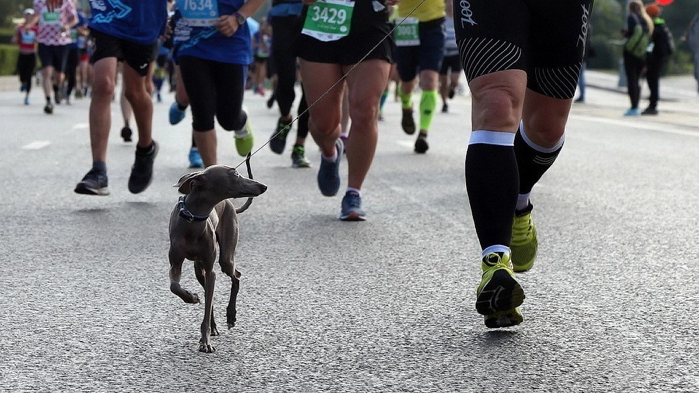 Центр Екатеринбурга перекроют из-за «Зелёного марафона»
