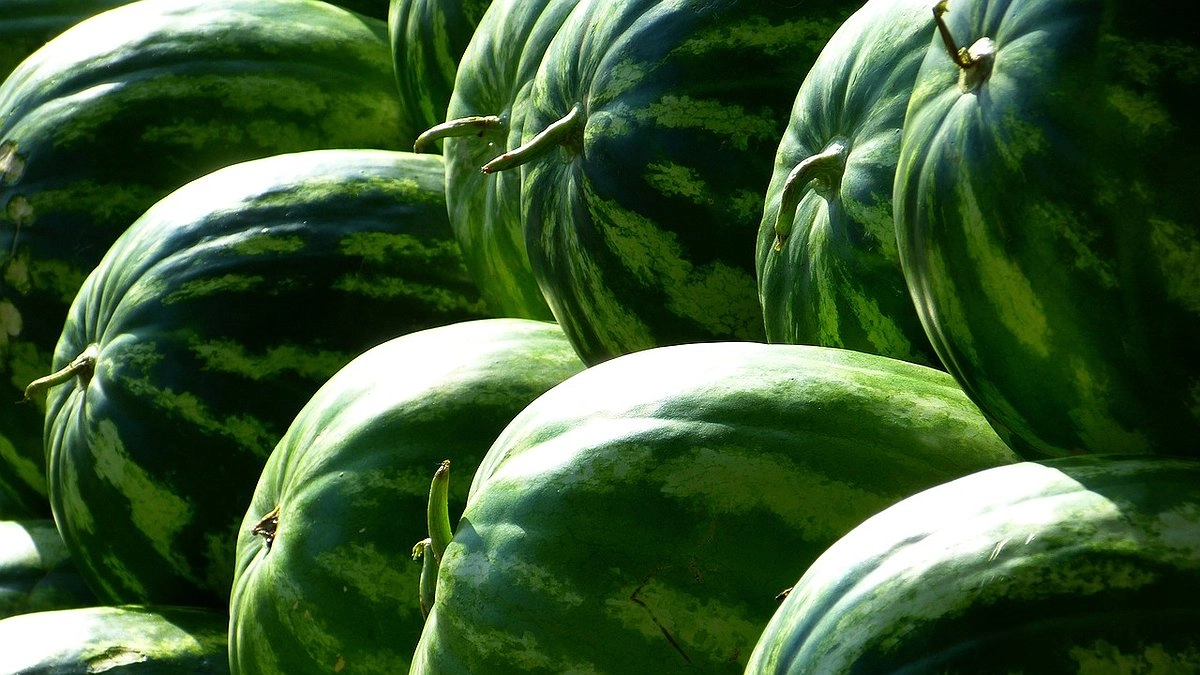 Что надо делать, что бы арбузы получились крупными и сладкими: секреты выращивания вкуснейших арбузов в средней полосе