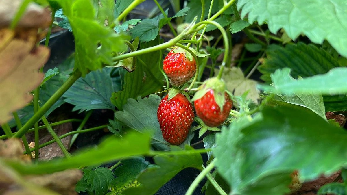 Урожайность повысилась на 50%. Проверенная подкормка клубники для крупных сладких ягод