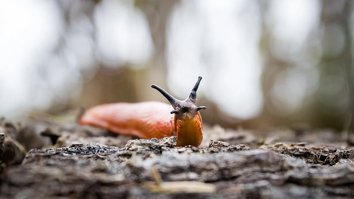 Слизни на моём участке не зимуют: избавляюсь от вредителей осенью 4-мя простыми и доступными методами