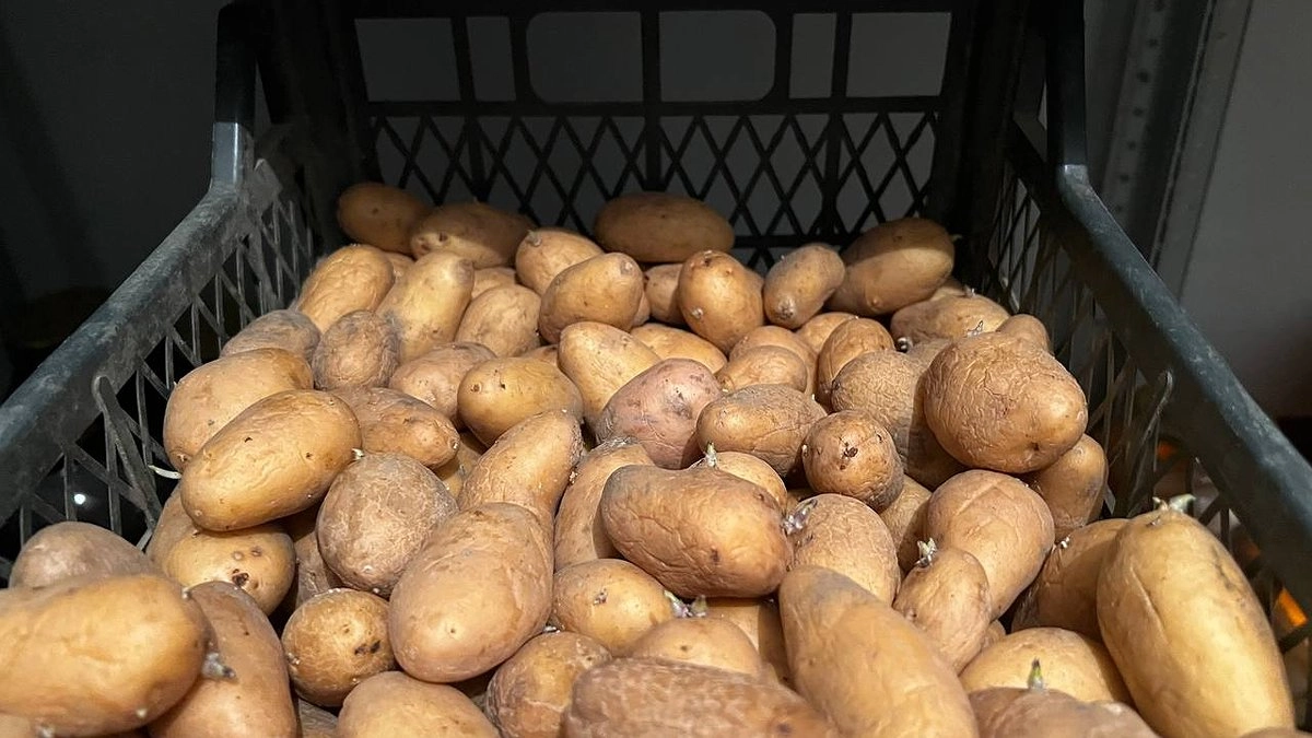 До 60 т/га: такой сорт картофеля - настоящее чудо: ушлые агрономы садят только его