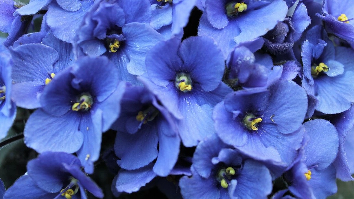 Как заставить фиалку цвести круглый год — простые советы дачникам