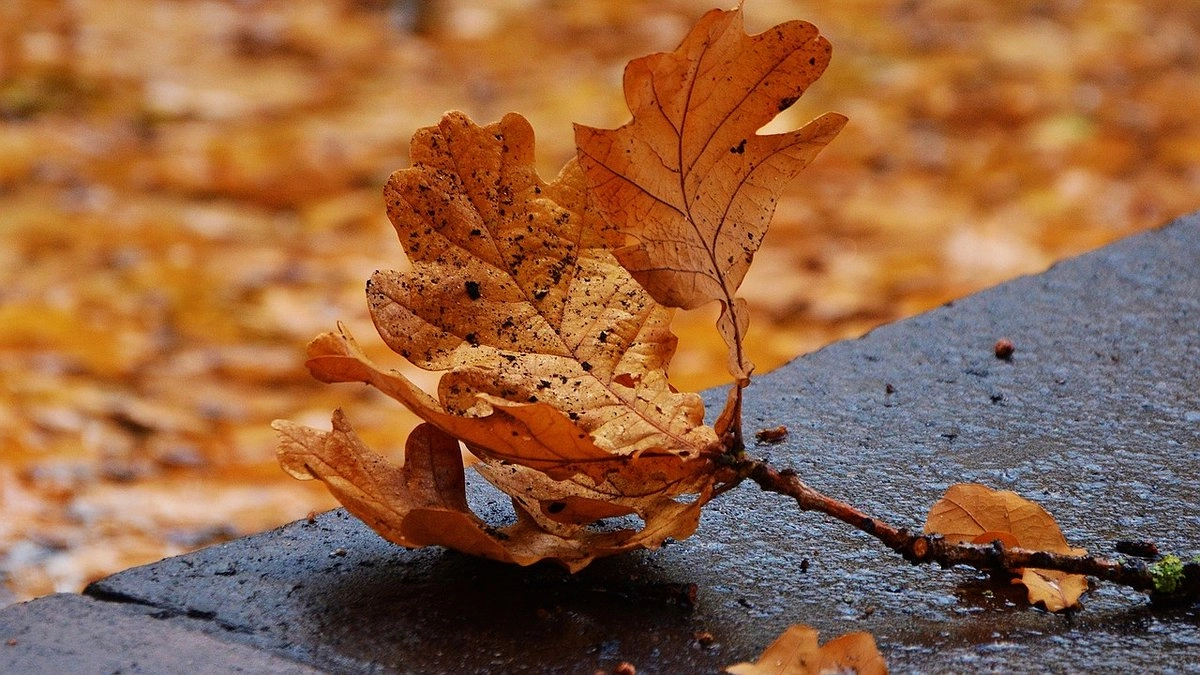 Активная фаза листопада началась в Екатеринбурге
