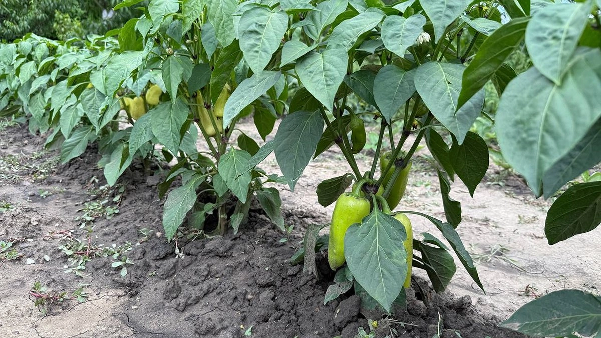 Секреты июльской подкормки перцев: эти удобрения гарантируют сочные и крупные плоды - будут расти как бешеные