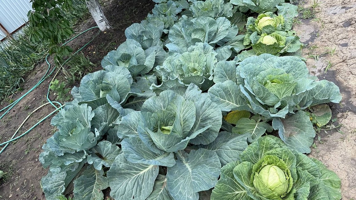 В июле — 10 л на 5 ложек для обработки капусты: белокрылка в муках откинула лапки, а личинки усохли — целые листочки до конца сезона