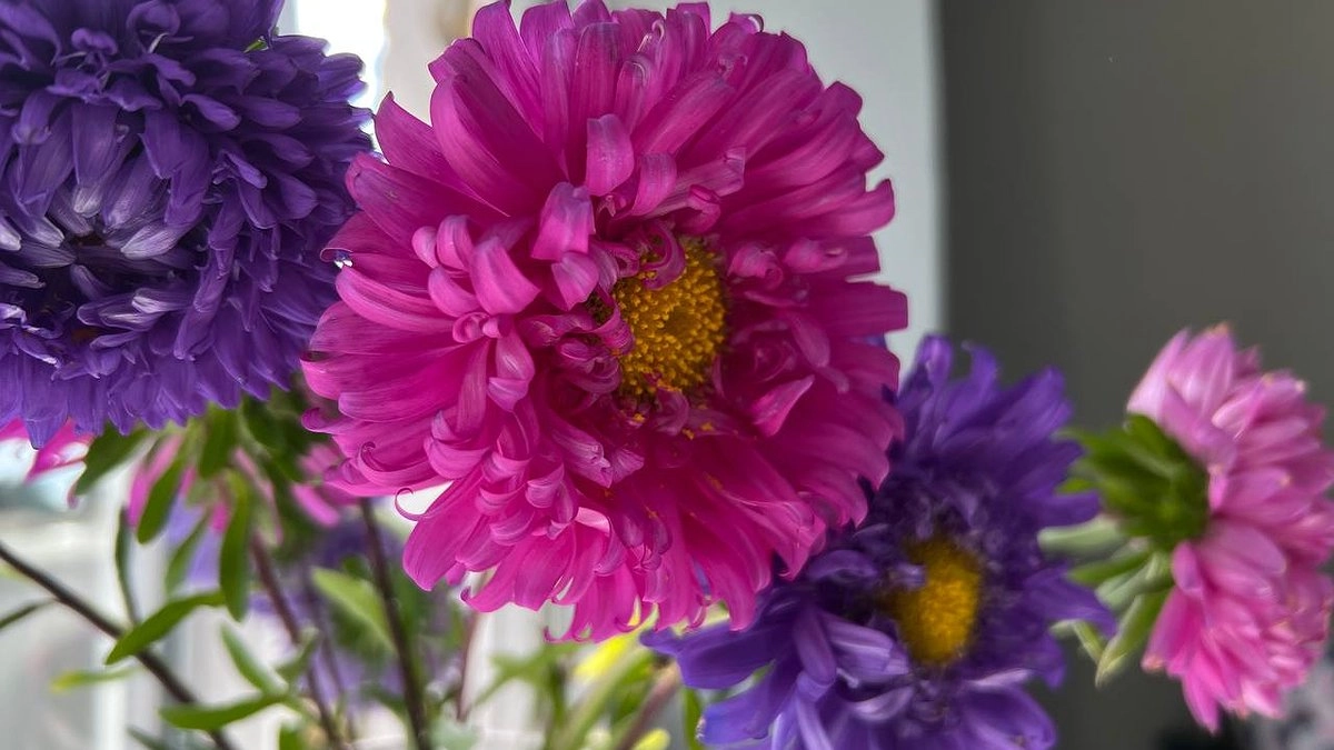 Главная картинка новости: Посев однолетников в марте: подробная инструкция от грунта до первых всходов