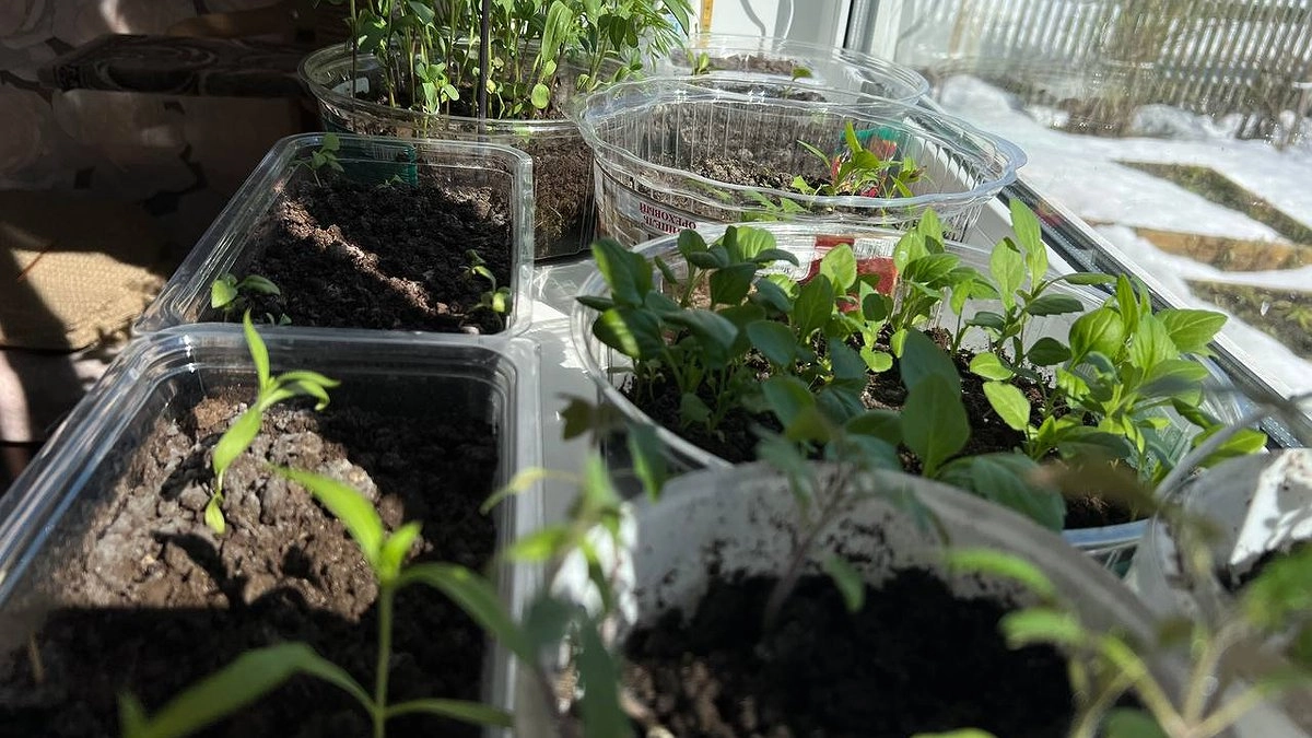 Главная картинка новости: 1 ложка на литр воды: простой рецепт подкормки, от которого рассада перца растет коренастой и здоровой