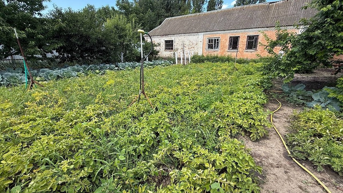 Сорняки исчезнут за ночь: разведите 1 стакан на ведро и полейте вечером — огород преобразится