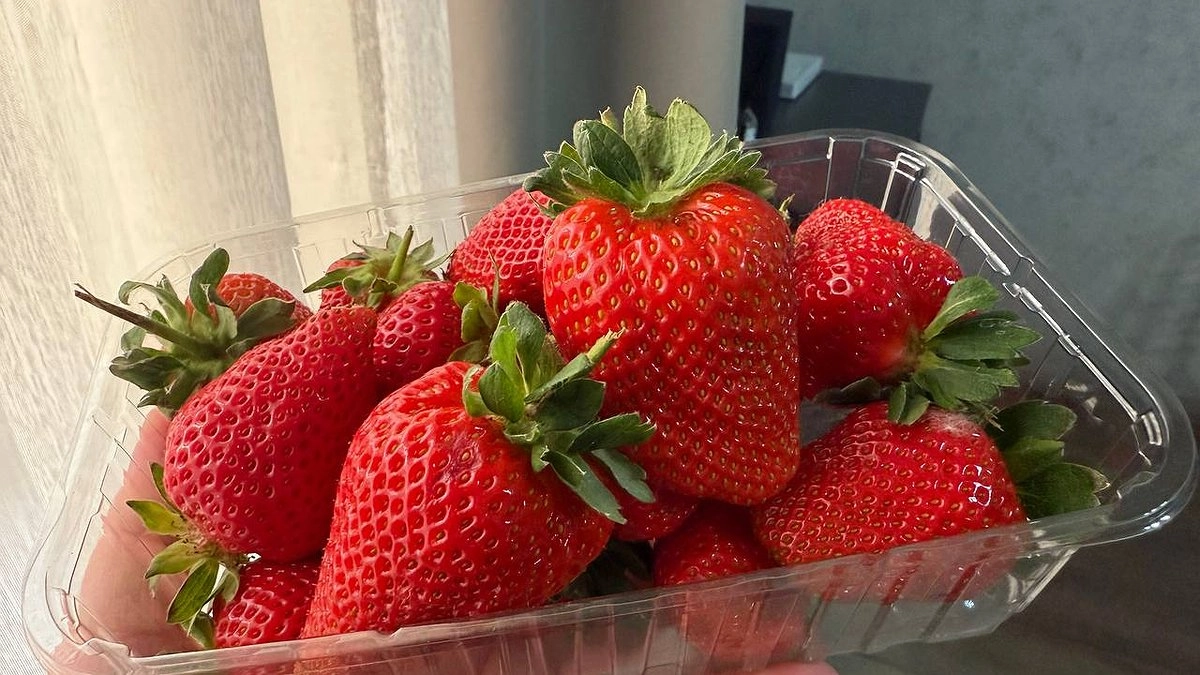 Размножаю клубнику в августе усами без заморочек: в новом году собираю ведрами крупную и сочную