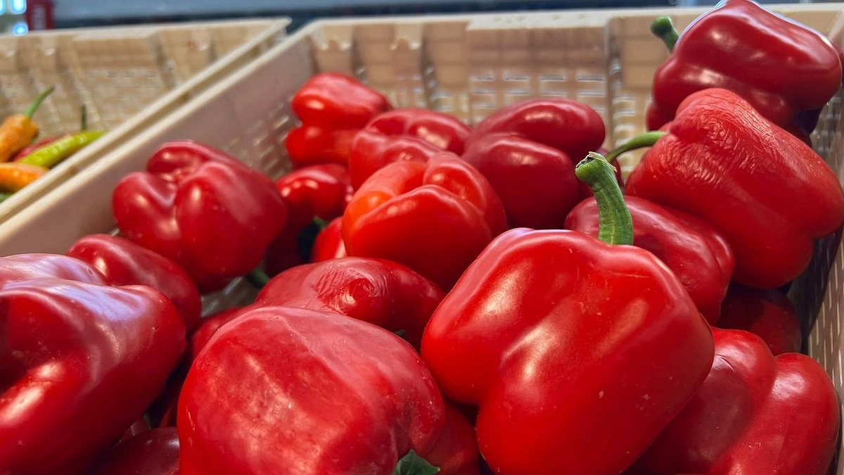 Этот сорт перцев даёт "крутой" урожай даже на Севере: семена запасли уже в декабре - 5 видов