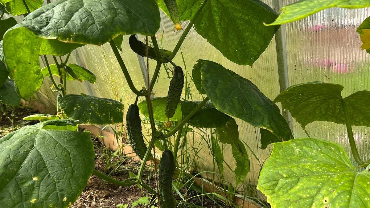 Главная картинка новости: Забыл про другие сорта после первой грядки: огурцы, которые выращивают себя сами