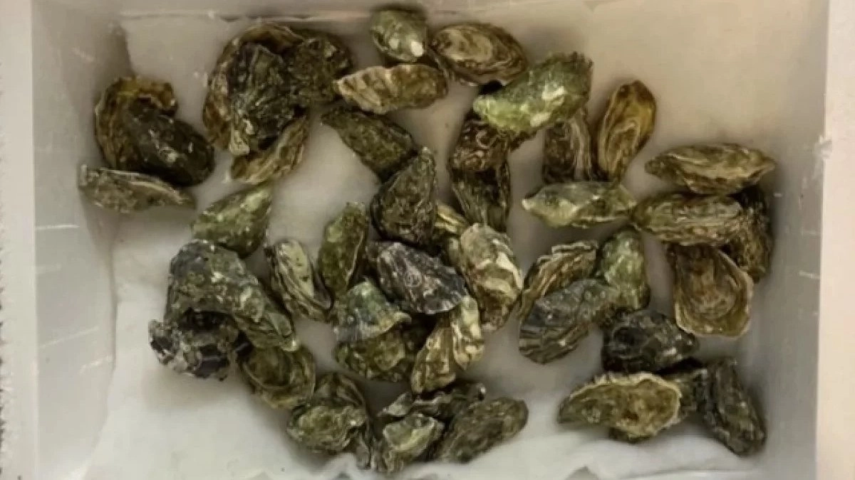 Екатеринбург принял партию живых устриц, прошедших ветеринарный контроль