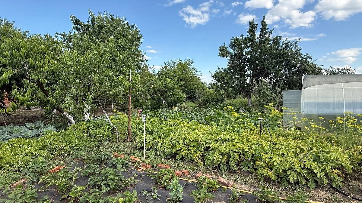 Лук в землю — вовремя: названы точные даты посадки на 2026 год для всех регионов