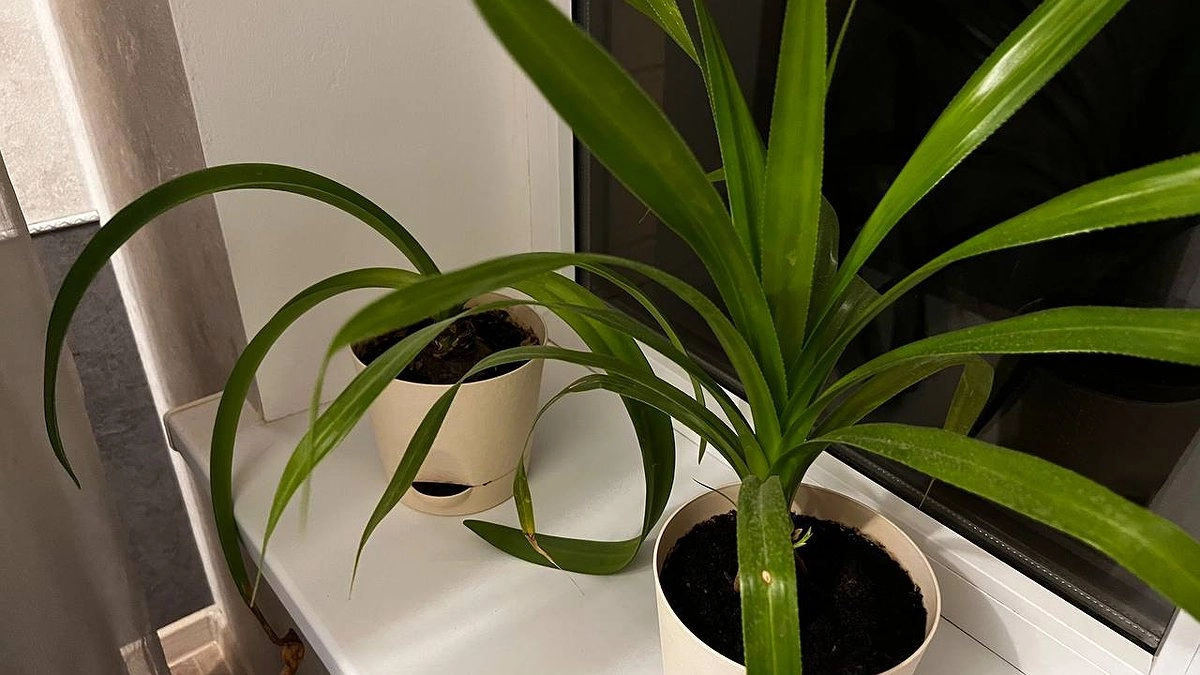Высасывают силы и забирают женское счастье: такие домашние растения обладают ужасным эффектом