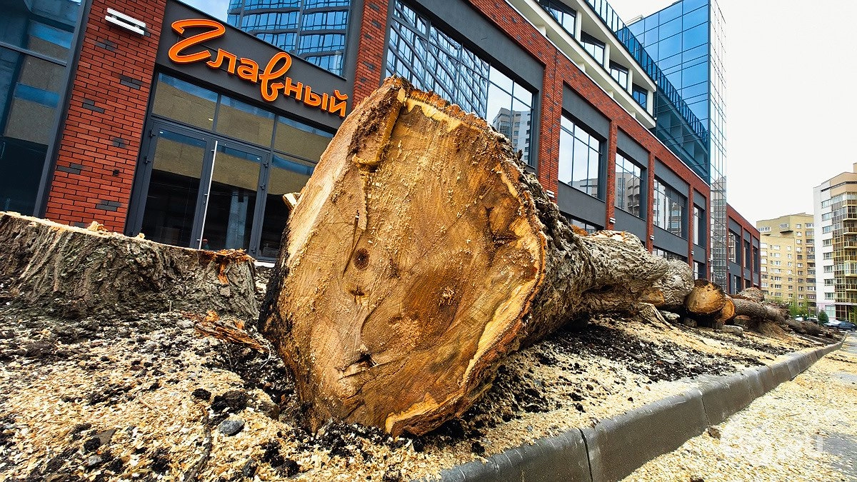 В центре Екатеринбурга вырубают деревья