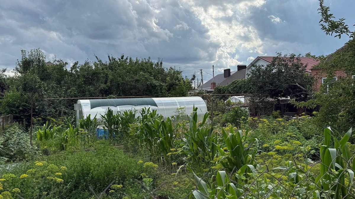 Осенью вместо горчицы сею этот супер сидерат - проволочника и фитофтору счищает моментально: после картошки и томатов идеально