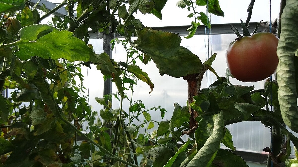 Не тратьте деньги зря: сибирская огородница назвала 8 томатов-разочарований, которые только зря занимают грядки