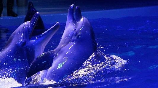 В океанариумах США планируют заменить дельфинов роботами
