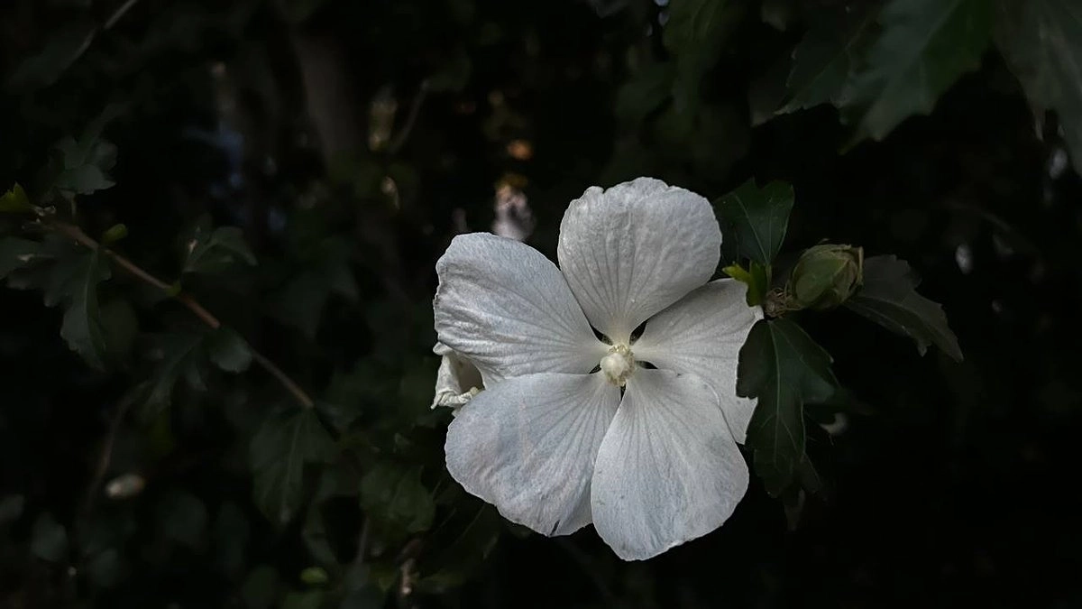 Как подготовить орхидею перед зимой: простые правила заботы о комнатных растениях