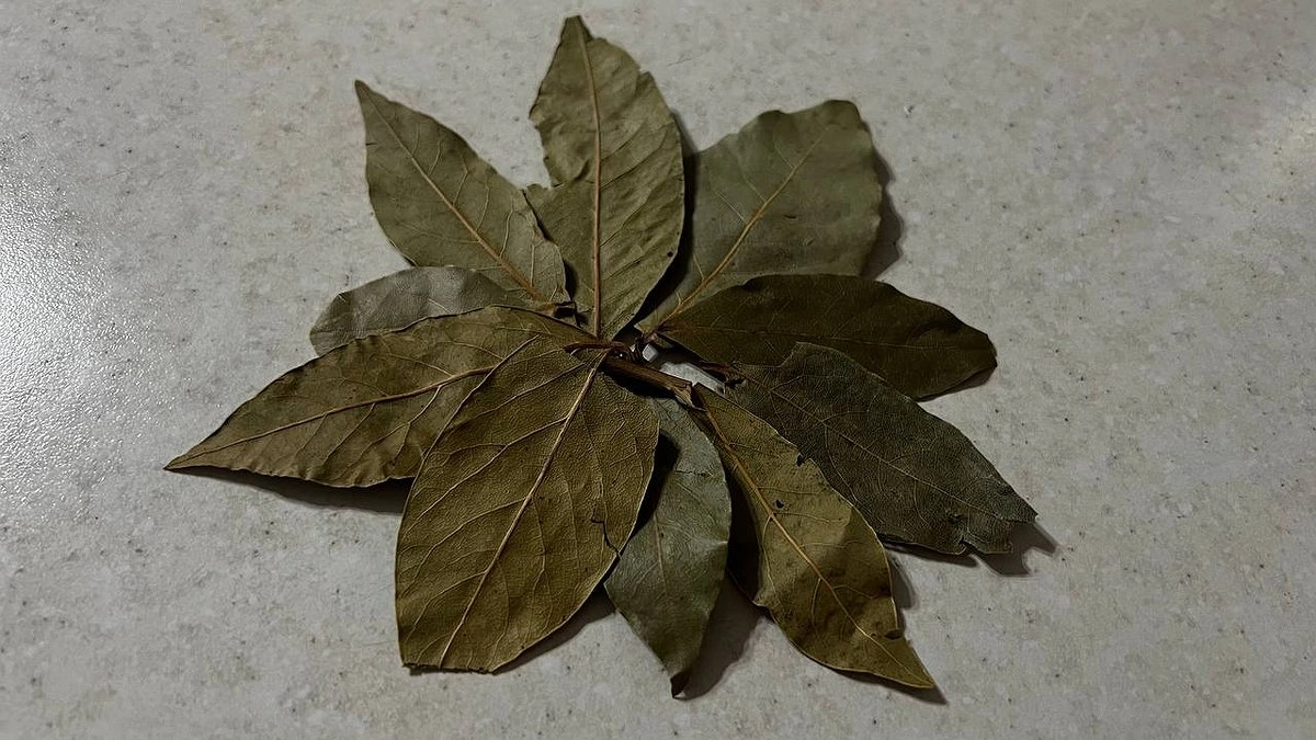 Главная картинка новости: Лавровый лист посыпаю солью — весь июль испытываю удовольствие от своей находке: хозяйки в восторге от лайфхака