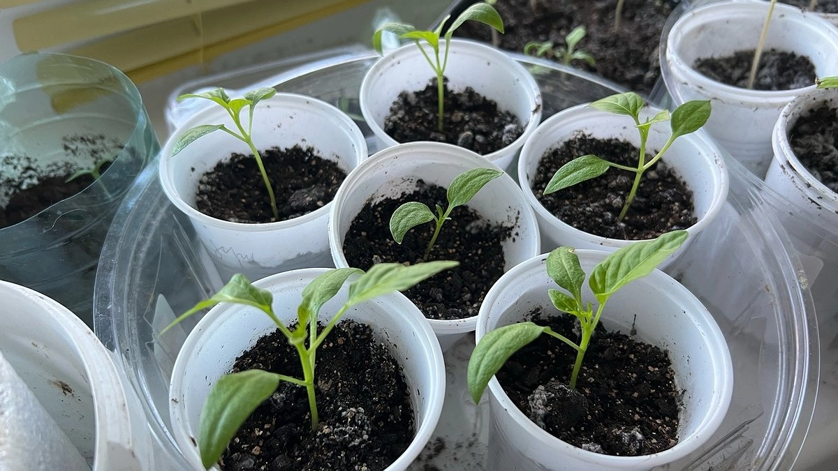 За неделю стебли томатов стали толще пальца: подкормка из того, что другие выбрасывают