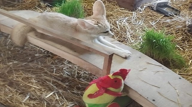 В зоопарке Екатеринбурга пополнение