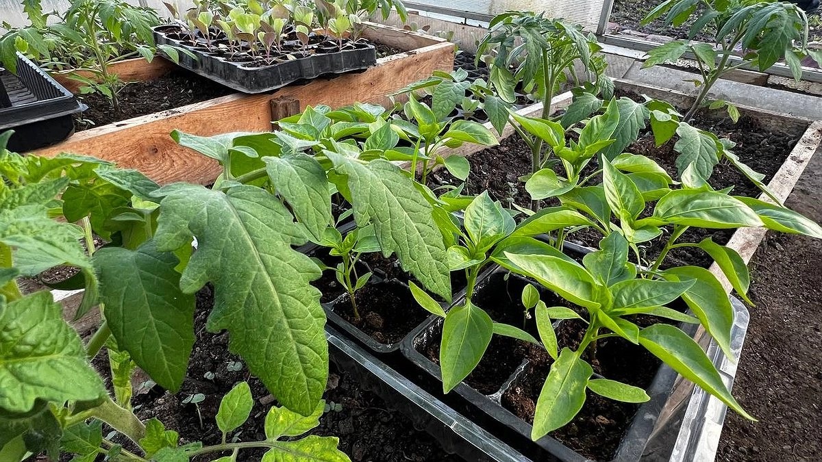 Главная картинка новости: Рассада жаждет об этом после пикировки: 5 капель на 1 литр - и корни станут мощными, а стебли - сильными