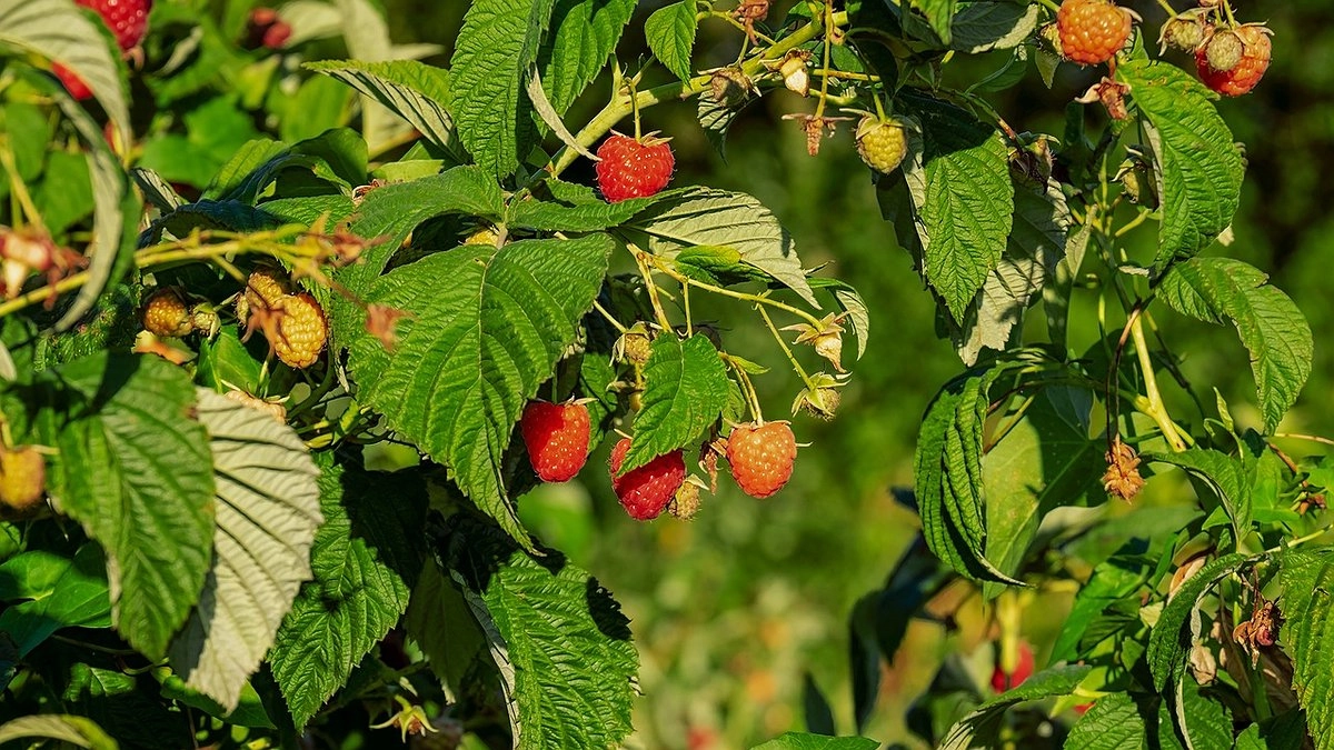 Главная картинка новости: Дачников призывают срубить малину под корень и спалить её