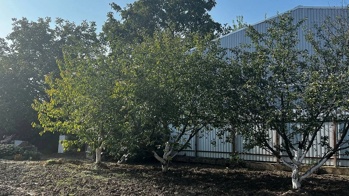 Чем обработать яблони и груши в октябре: для богатого урожая — секрет опытного агронома