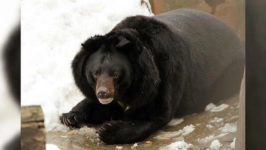 Весна наступила: в Екатеринбургском зоопарке проснулись медведи