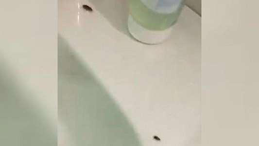 Главная картинка новости: "Выползают изо всех щелей": на Урале в детской больнице правозащитники нашли тараканов