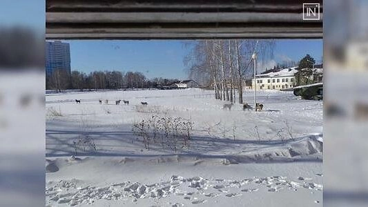 Стая бродячих собак нападает на жителей Екатеринбурга