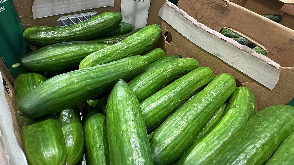 Оказывается наши предки умели сохранять свежие огурцы до Нового года. Необычный старинный рабочий способ