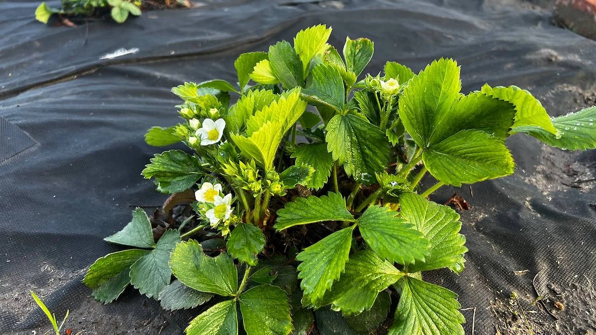 Главная картинка новости: Пол-литра в землю — и клубника вырастает размером с грецкий орех: топовая подкормка для ягод