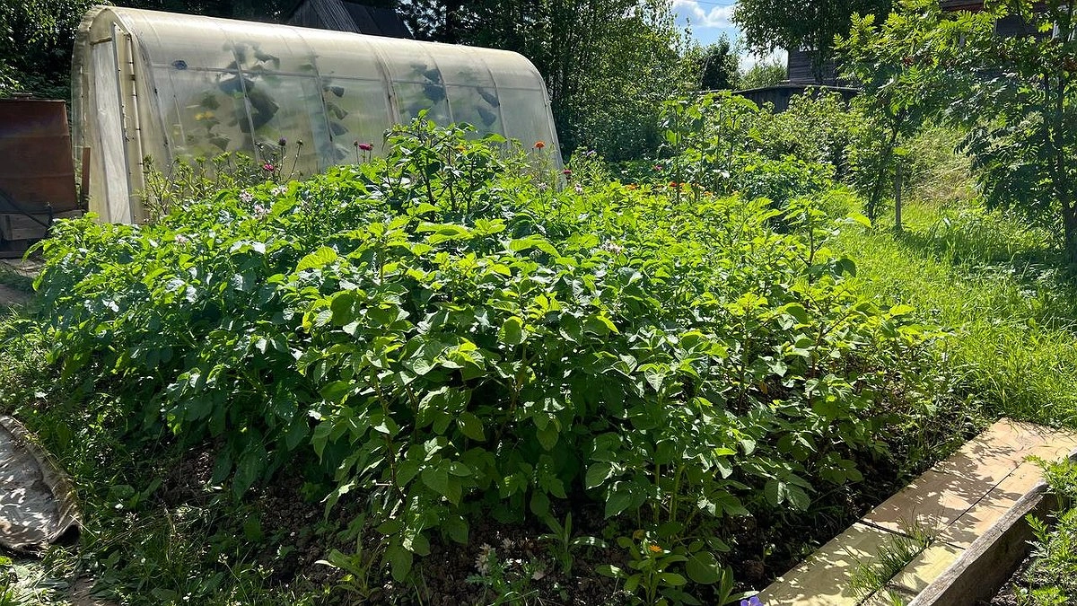 Названы точные даты посадки картофеля в 2026: лунный календарь и сроки для всех регионов